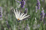 Scarce Swallowtail