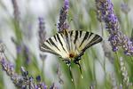 Scarce Swallowtail