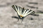 Scarce Swallowtail