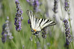 Scarce Swallowtail