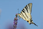 Scarce Swallowtail