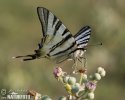 Scarce Swallowtail