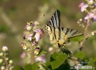 Scarce Swallowtail