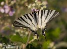 Scarce Swallowtail