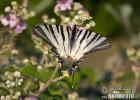 Scarce Swallowtail