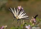 Scarce Swallowtail