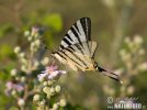 Scarce Swallowtail