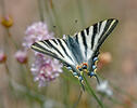 Scarce Swallowtail