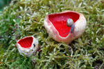 Scarlet Elfcup