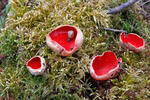 Scarlet Elfcup