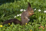 Sciurus vulgaris