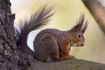 Sciurus vulgaris