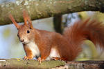 Scoiattolo rosso