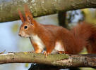 Scoiattolo rosso