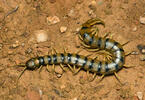 Scolopendra cingulata