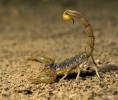 scorpión común