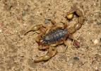 scorpión común