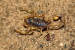 scorpión común