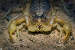 scorpión común
