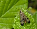 Scorpion Fly