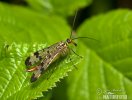 Scorpion Fly