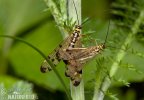 Scorpion Fly