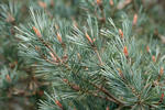 Scots Pine