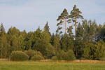 Scots Pine