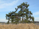 Scots Pine