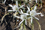 Sea Daffodil