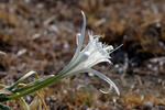 Sea Daffodil