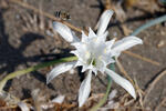 Sea Daffodil
