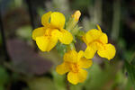 Seep Monkey Flower