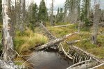 Selva Boema