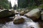 Selva de Bohemia