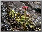 Sempervivum