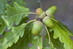 Sessile Oak