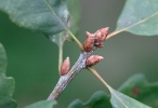 Sessile Oak