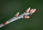 Sessile Oak