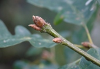 Sessile Oak