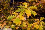 Sessile Oak