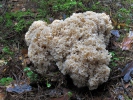 seta coliflor