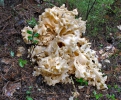 seta coliflor