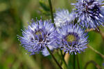 Sheep's bit scabious