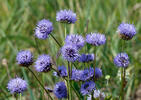 Sheep's bit scabious