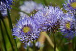 Sheep's bit scabious