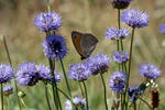 Sheep's bit scabious