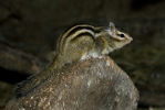 Siberian Chipmunk