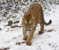 Sibirisk tiger