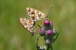 Silver-bordered Fritillary